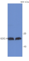 GDC-H | H protein of glycine decarboxylase complex (GDC) in the group Antibodies Plant/Algal  / Mitochondria | Respiration at Agrisera AB (Antibodies for research) (AS05 074)